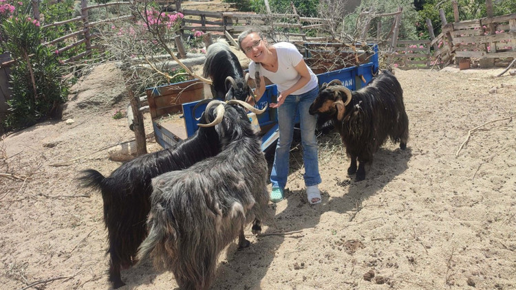 Tilkiyi öldürdüğünü ihbar eden komşuya tanıklık yapma baskısı Tilkiyi öldürdüğünü ihbar eden komşuya tanıklık yapma baskısı