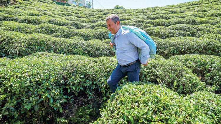 Çay Kanunu çıkarılmalı Çay Kanunu çıkarılmalı
