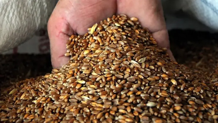 Son dakika haberi Hububat alım fiyatları açıklandı