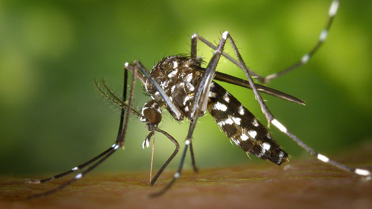 Avrupa’da Asya Kaplan sivrisineği paniği Avrupa’da Asya Kaplan sivrisineği paniği