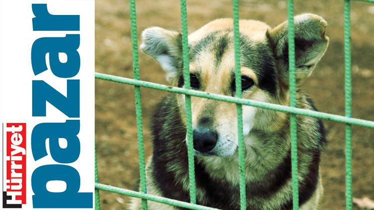 10 soruda sokak hayvanları sorunu... Dünyadaki uygulamalar nedir