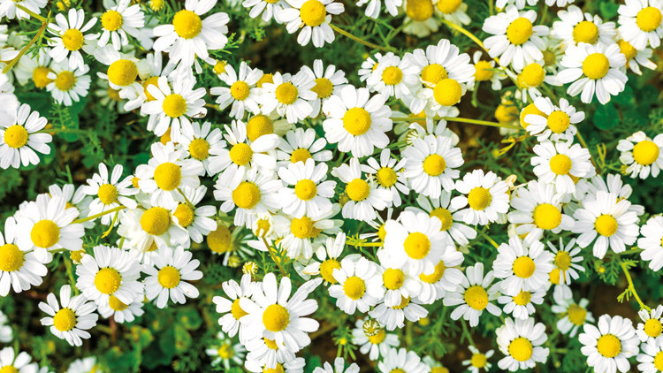 Papatya ‘tıbbi bitki’ listesinde Papatya ‘tıbbi bitki’ listesinde