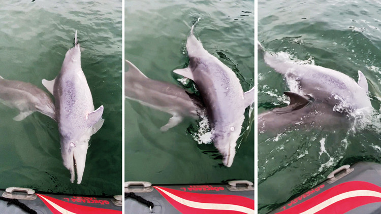 Yunusun vefası bilimsel makalede