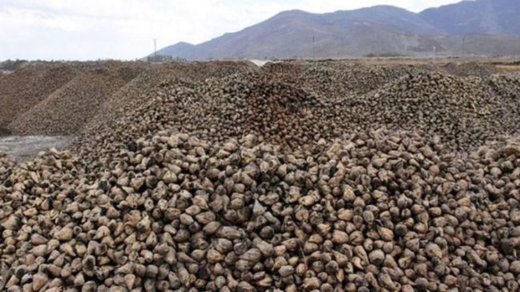 Kars Şeker Fabrikası pancar alımına başladı