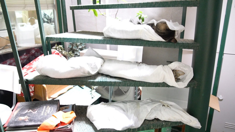 Kadıköyde sokak hayvanı katliamı 25 kedi ve köpek zehirlendi Kadıköyde sokak hayvanı katliamı 25 kedi ve köpek zehirlendi