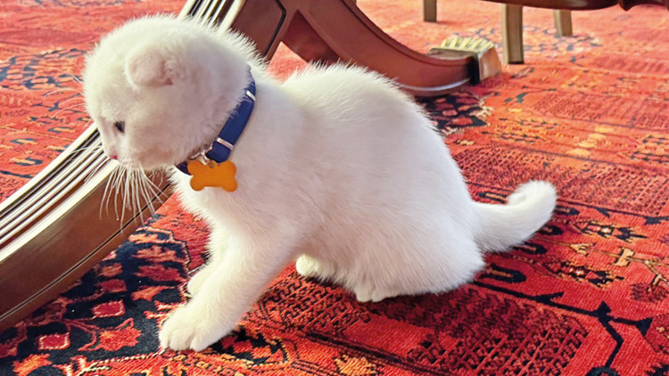 ‘Şero’ gitti ‘Zafer’ nöbette ‘Şero’ gitti ‘Zafer’ nöbette