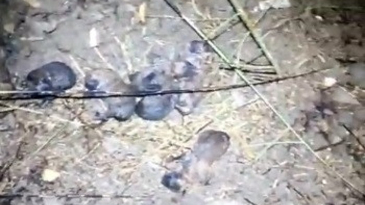 Yavru köpekler anız yangınında alevlerin arasında kaldı Yardımlarına itfaiye erleri yetişti
