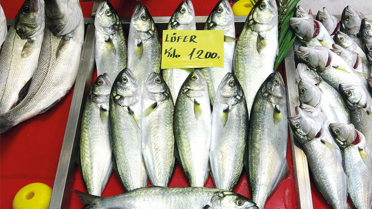 Fiyatı cep yakıyor... Balık bol ama lüfer yok Fiyatı cep yakıyor... Balık bol ama lüfer yok