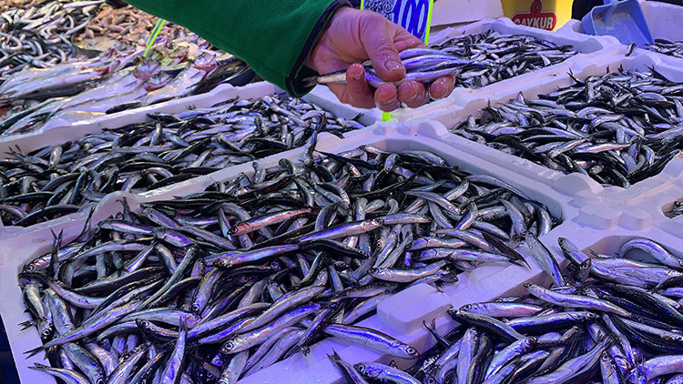 Karadenizde havalar soğudu, hamsi fiyatları düştü... İşte tezgahtaki satış fiyatı