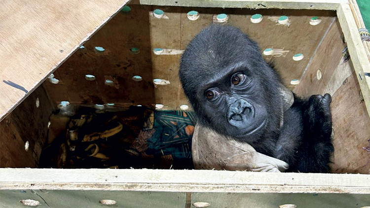Havalimanında yavru goril yakalandı Havalimanında yavru goril yakalandı