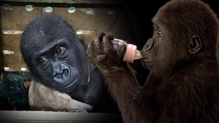 Goril yavrusu İstanbul Havalimanında yakalanmıştı Bakanlık son durumunu paylaştı