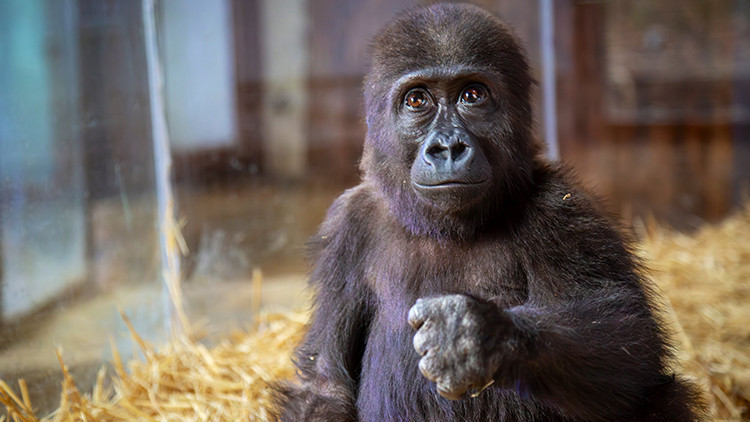 İstanbulda yakalanan goril yavrusuna isim aranıyor İstanbulda yakalanan goril yavrusuna isim aranıyor