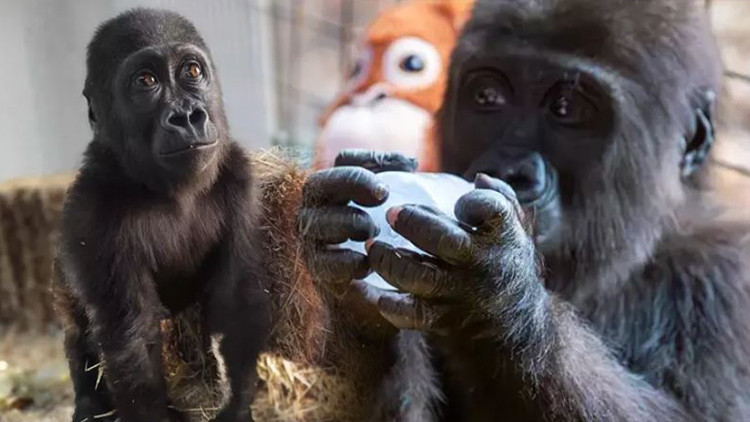 Yavru goril için en çok önerilen 4 isim Anket başlatıldı