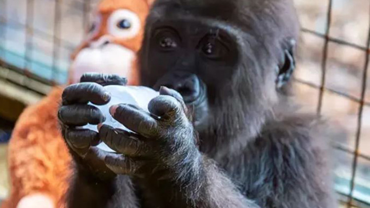 Bakanlık vatandaşlara sormuştu... Havalimanında bulunan yavru gorilin ismi belli oldu
