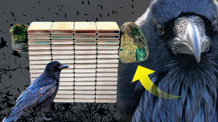 Öğrencilerin merakı gerçeği ortaya çıkardı: Kargaların getirdiği cisim hayrete düşürdü… ‘Sıra dışı bir durum, rögar kapakları etrafında daha çok bulunuyor’