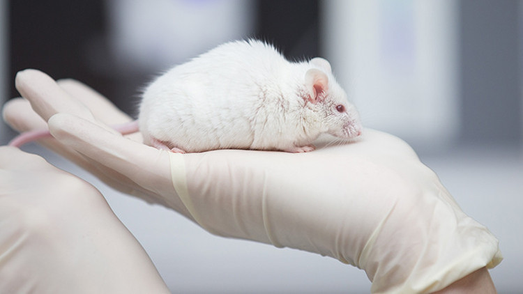 Fareler de ilk yardım yapıyor