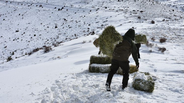 Niğdede yaban keçilerine 1,5 ton yonca bırakıldı Niğdede yaban keçilerine 1,5 ton yonca bırakıldı