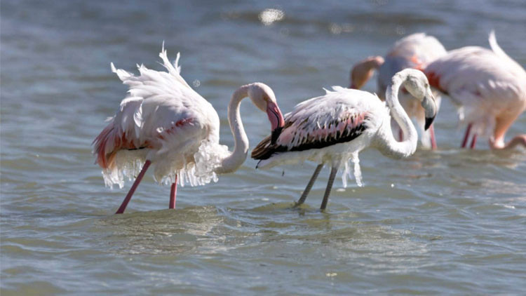 Flamingolar buz tuttu Flamingolar buz tuttu