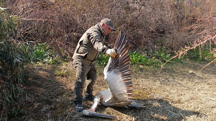 Aydında Dünya Yaban Hayatı Gününde yaralı tepeli pelikan bulundu Aydında Dünya Yaban Hayatı Gününde yaralı tepeli pelikan bulundu