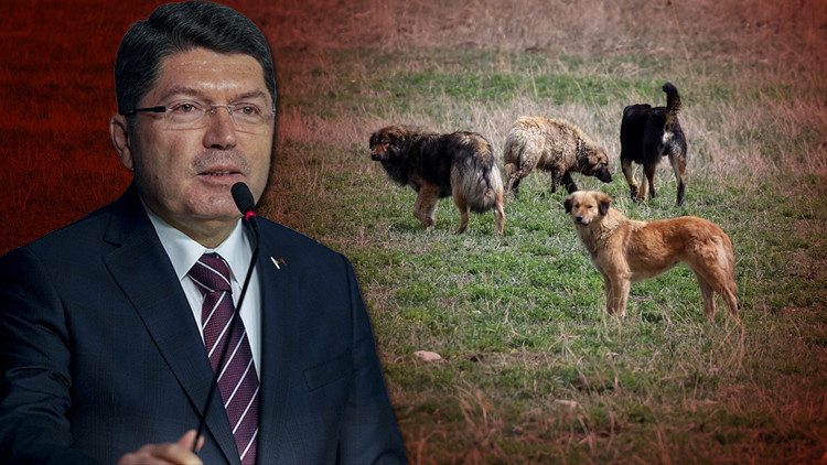 Bakan Tunç duyurdu: Sahipsiz hayvan saldırılarına soruşturma başlatıldı