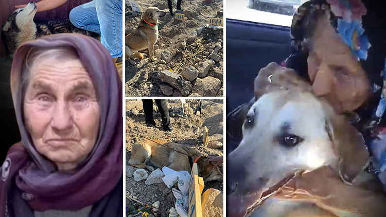 Necla Teyzenin köpekleri sahipsiz bırakılmadı... Bambam Ülker Güleryüzün mezarının başından ayrılmadı