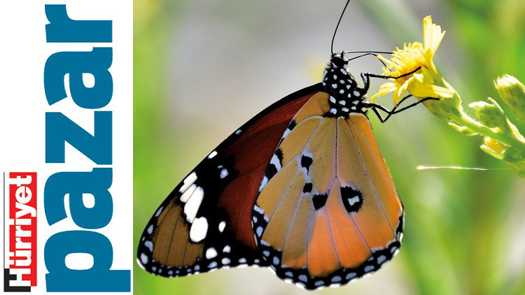 Okulda dinozorlar, okyanusta yeni mikroplar