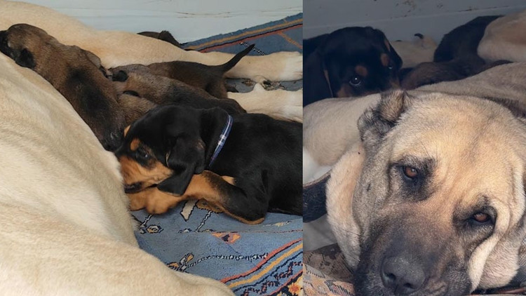 Belçika kurtları Sivaslıya emanet