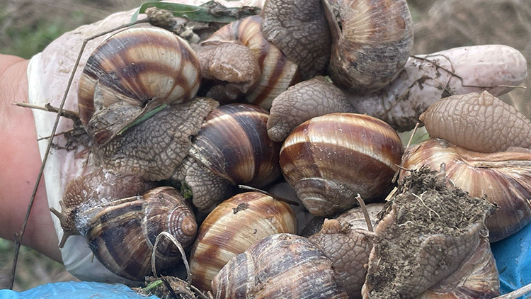 Doğadan toplayıp kilosunu 35 liradan satıyorlar Günlük 2 bin liraya varan gelir... Birçok ülkeye ihraç ediliyor