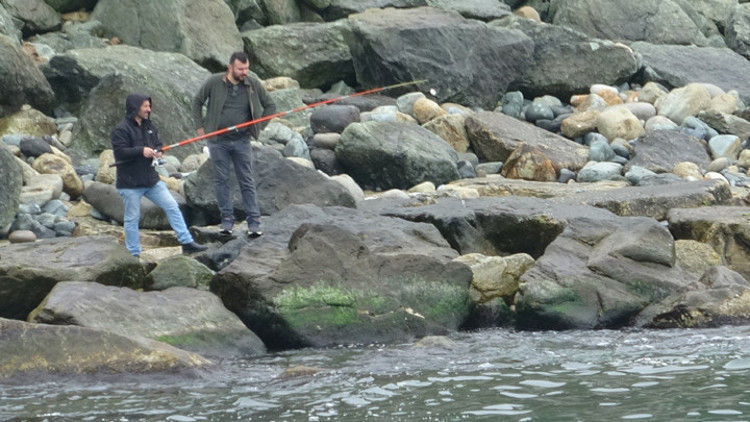 Rizede denize 2 ton levrek dağıldı... Haberi duyanlar sahile koştu