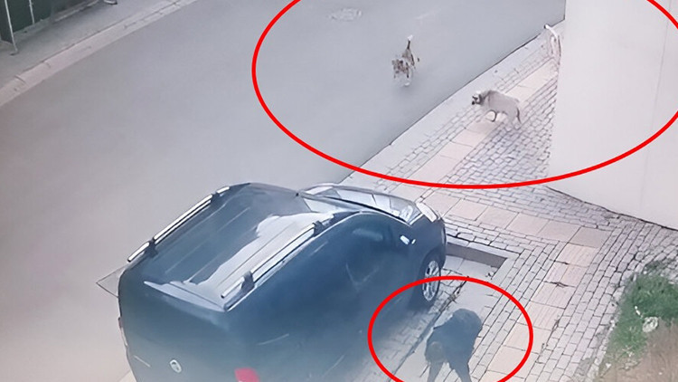 Bursada okuldan çıkan çocuğa köpekler saldırdı