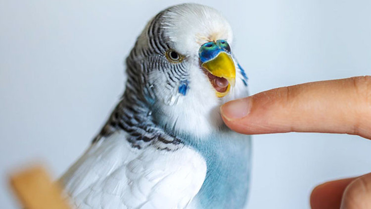 Muhabbet Kuşu Sosyalizasyon