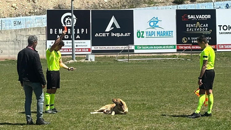 Amatör maçta sahaya giren köpeğe kırmızı kart