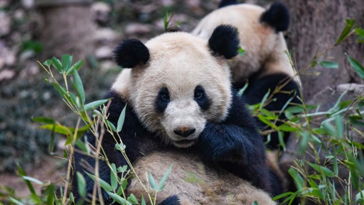 Çin, Avusturya’ya iki dev panda gönderdi Çin, Avusturya’ya iki dev panda gönderdi