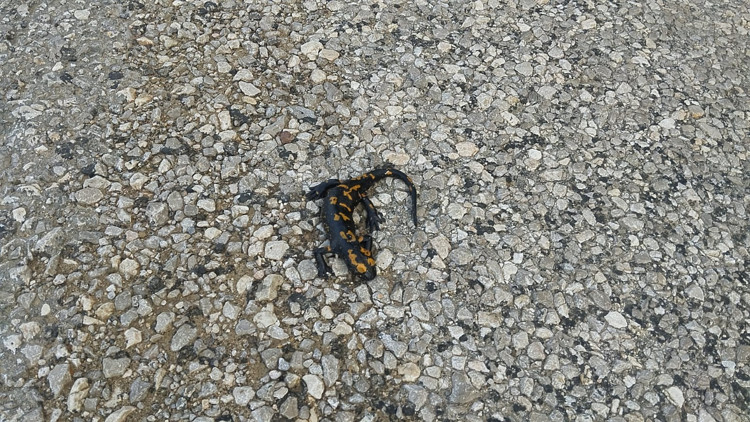 Nadir görülen bir tür: Adanada böyle görüntülendi