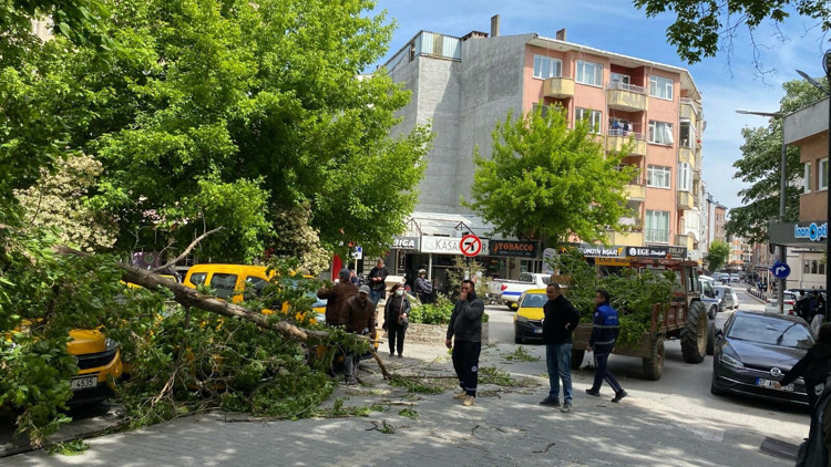 Çanakkalede kırılan ağaç dalı, 3 otomobile zarar verdi