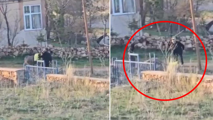 Sivasta eşeğe sopalı eziyet kamerada Başına çuval geçirip dövdü