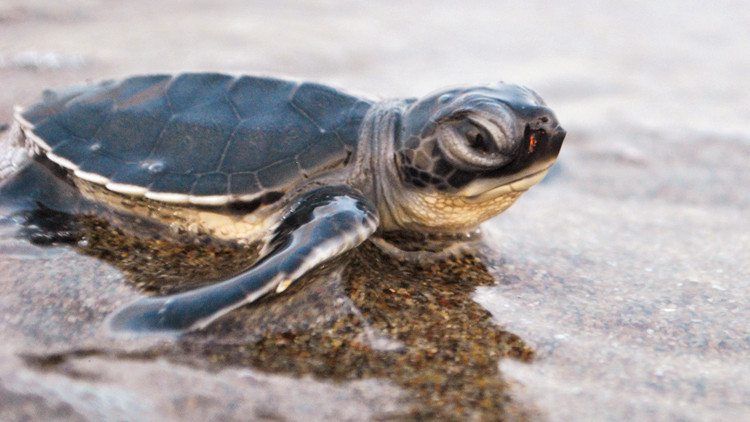 760 bin 424 yavru denizle buluştu