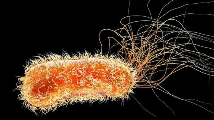 Bilim insanlarından çarpıcı araştırma: Hastane malzemelerini yiyen bakteri türü keşfedildi