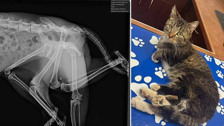 Görenleri hayrete düşürdü 9 canlı 6 bacaklı