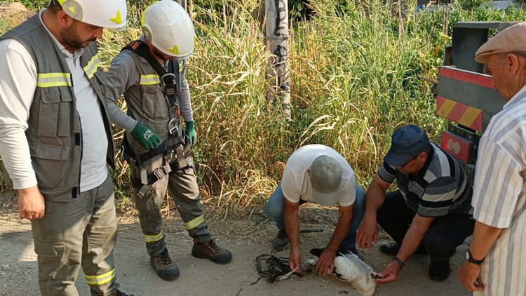 Ayağına ip dolanan yavru leyleği vatandaşların dikkati kurtardı Ayağına ip dolanan yavru leyleği vatandaşların dikkati kurtardı