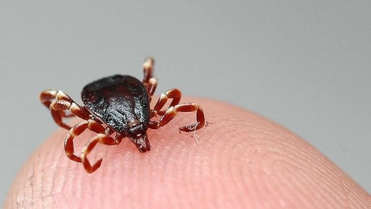 İstanbulda kene tehlikesi Bu yıl 7 bin 2 kene ısırması vakası yaşandı