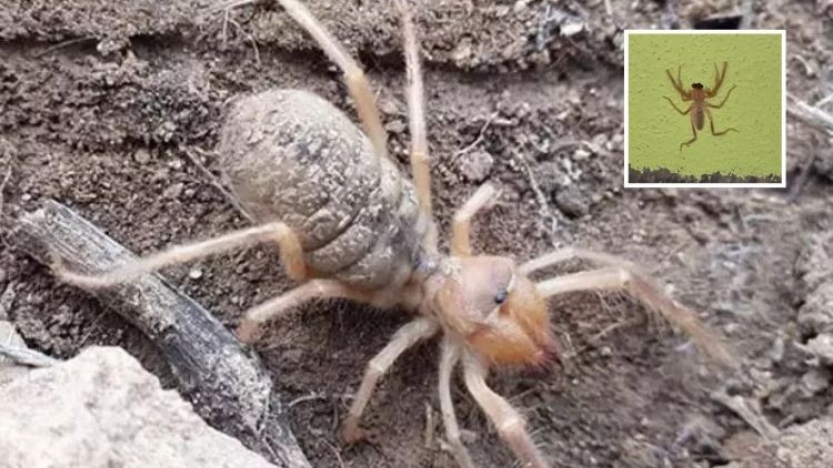 Ölüme yol açıyor Zehirli sarı kız örümceği görüldü