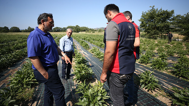 Yöneticiliği bıraktı, çiftçiliğe başladı Talebe yetişemiyor