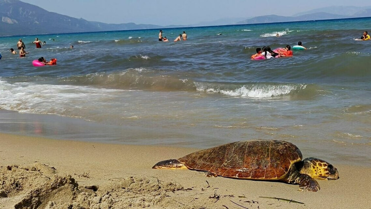 Kuşadasında ölü deniz kaplumbağası kıyıya vurdu