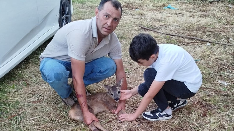Orduda yaralı yavru karaca tedavi altına alındı
