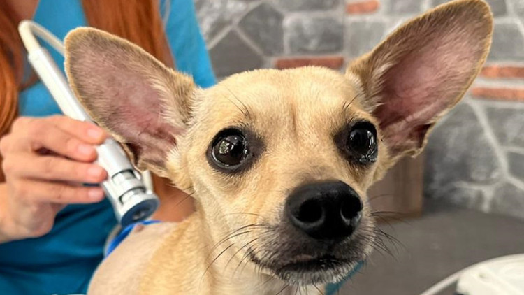 Ayrılan nişanlı çift, klinikte tedavi gören köpekleri Luckyi terk etti