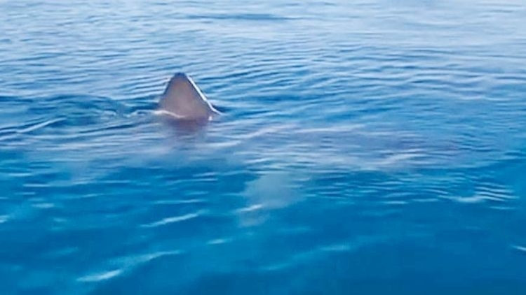 Bizim Jaws’lar ısırmaz