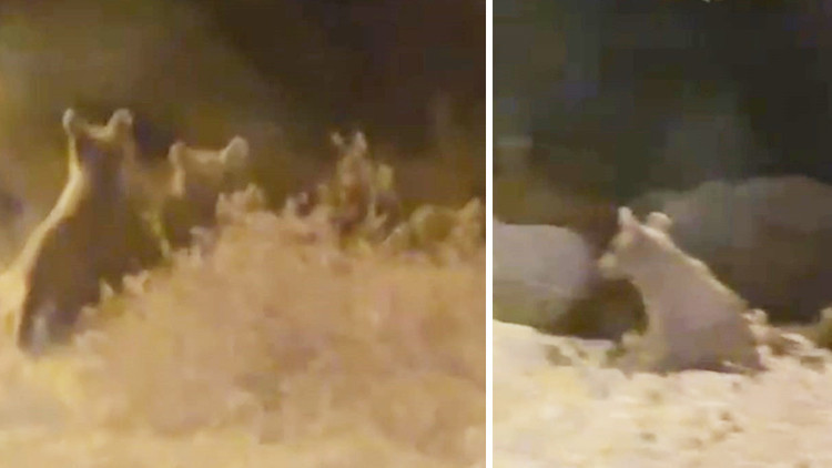 İki yavrusuyla birlikte ilçe merkezine indi: O anlar kamerada