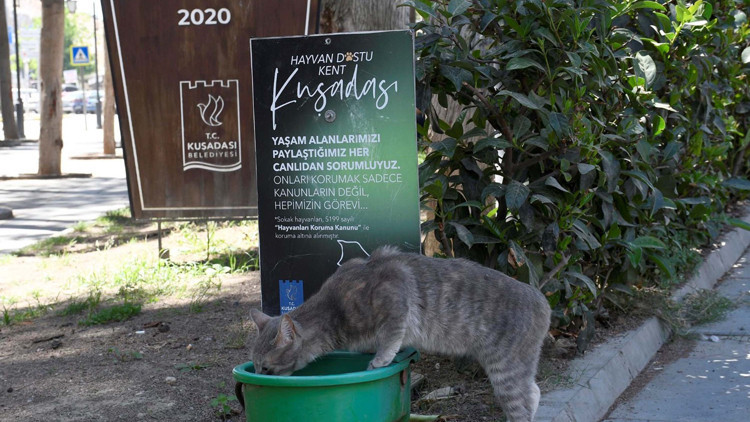 Sokak hayvanları için Bir kap su çağırısı