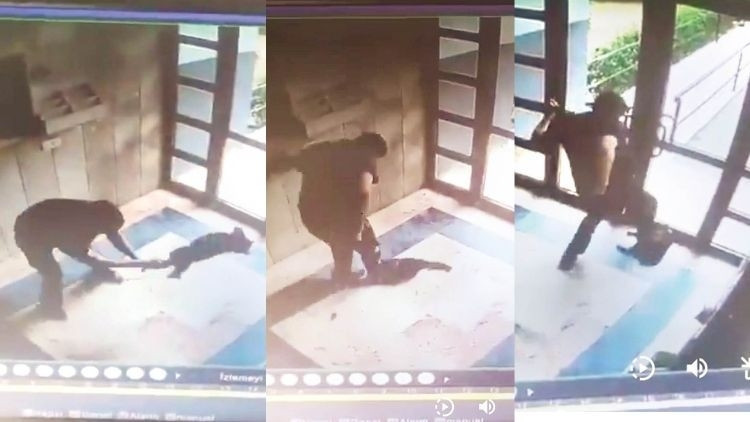 ‘Cezve’yi işkence yaparak öldüren hayvan düşmanı en ağır cezayı almalı ‘Cezve’yi işkence yaparak öldüren hayvan düşmanı en ağır cezayı almalı